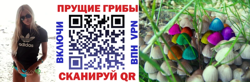 OMG tor  купить наркотики сайты  Сенгилей  Псилоцибиновые грибы Magic Shrooms 